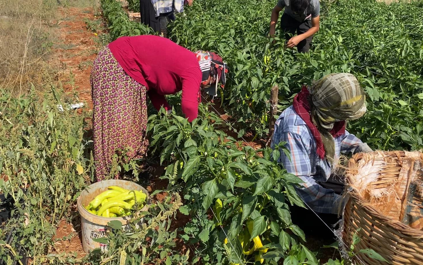 Tarımsal Sulama Projesi Fotoğrafı