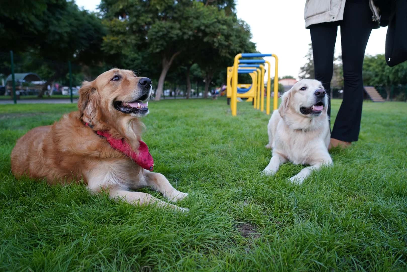Pati Park Projesi Fotoğrafı